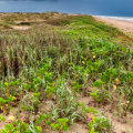 Exploring Boca Chica Beach: An Off-the-Beaten-Track Fishing Spot in South Padre Island, TX